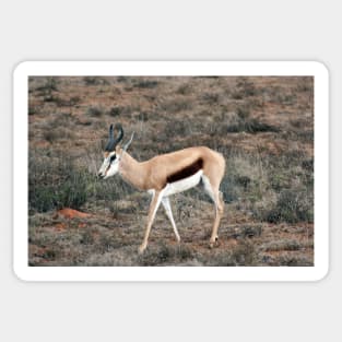 Springbok in South Africa Sticker